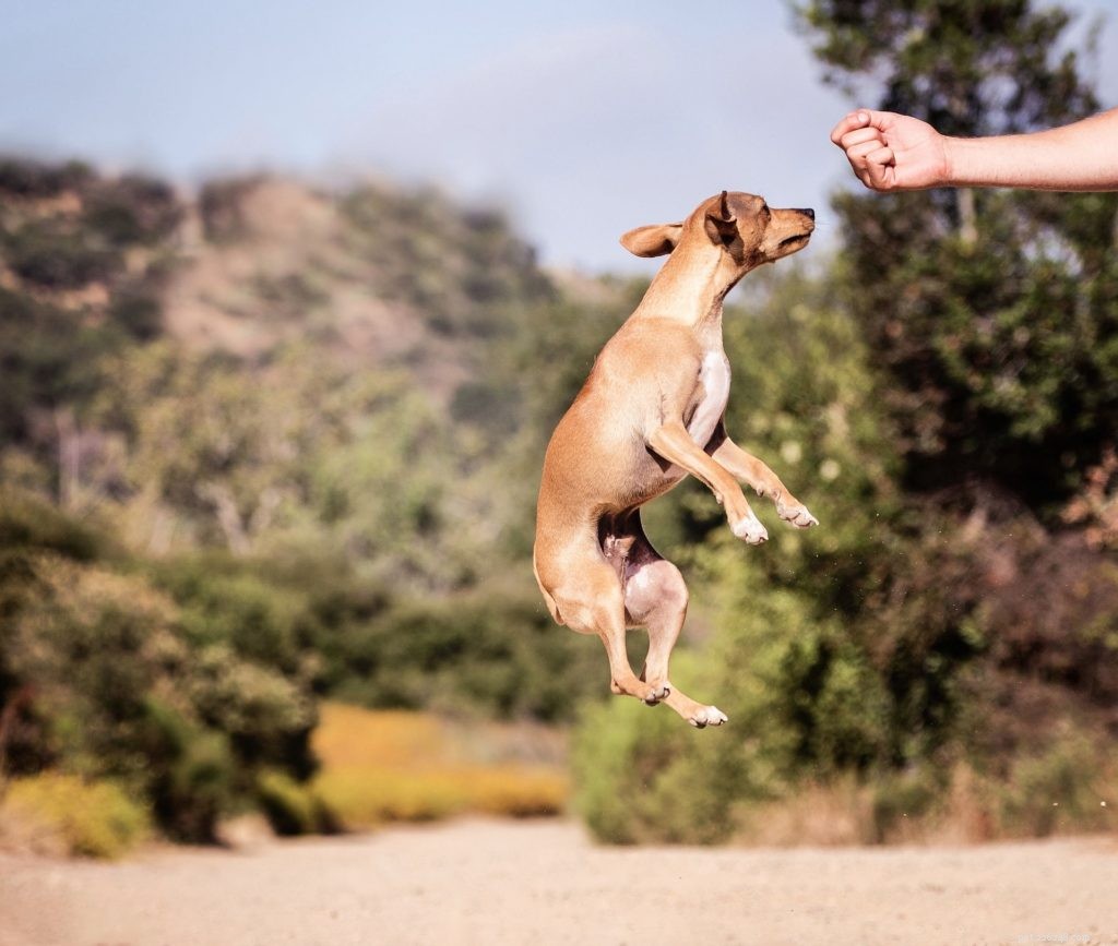 Top Lockdown Activities to Enjoy with Your Pet