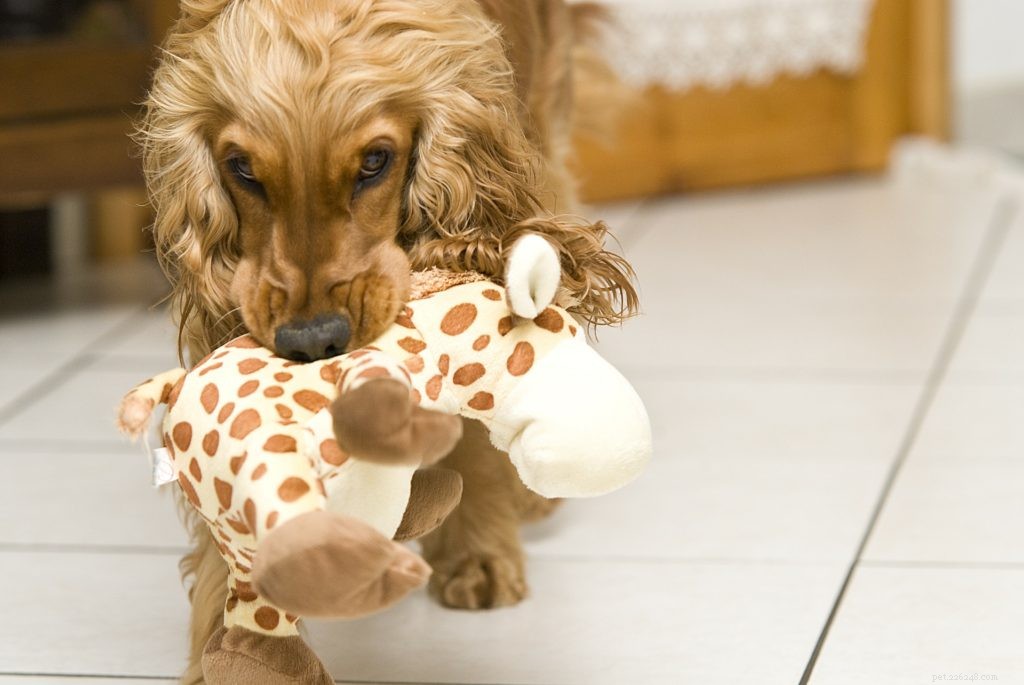 Top Lockdown Activities to Enjoy with Your Pet