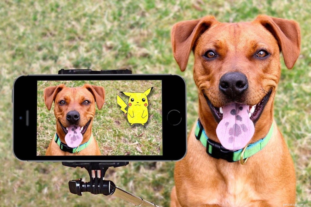 Top Lockdown Activities to Enjoy with Your Pet