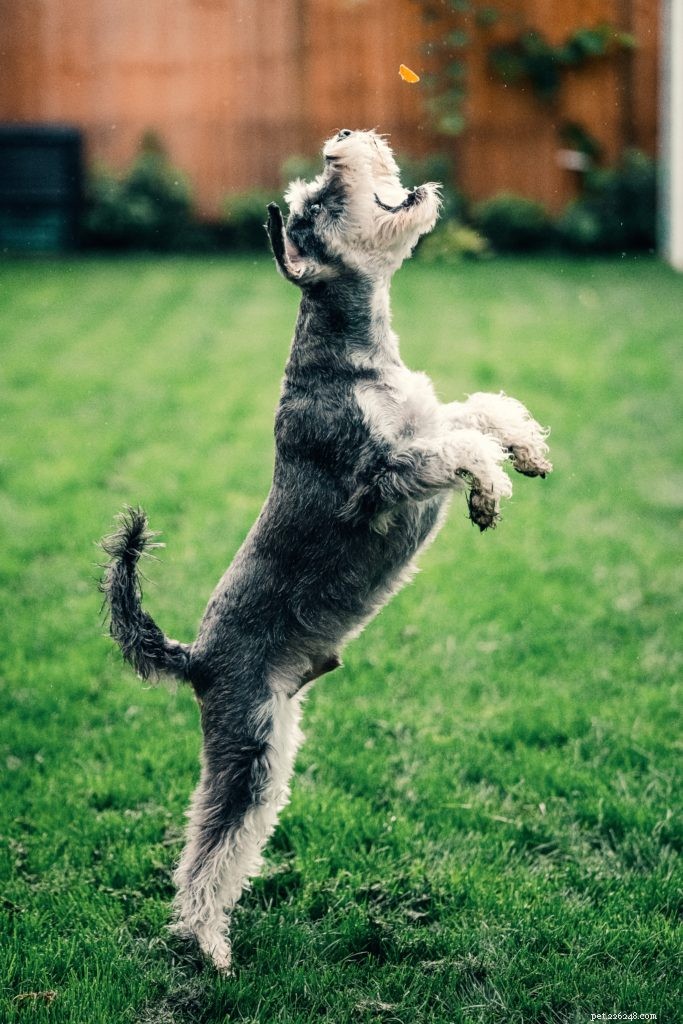 Top Lockdown Activities to Enjoy with Your Pet