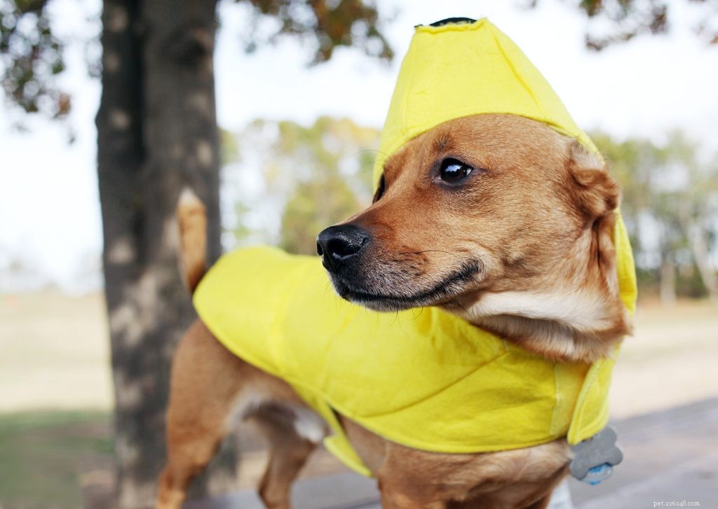 Top Lockdown Activities to Enjoy with Your Pet
