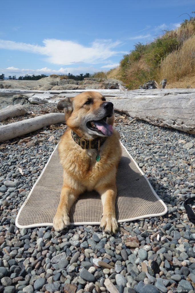 Top Lockdown Activities to Enjoy with Your Pet