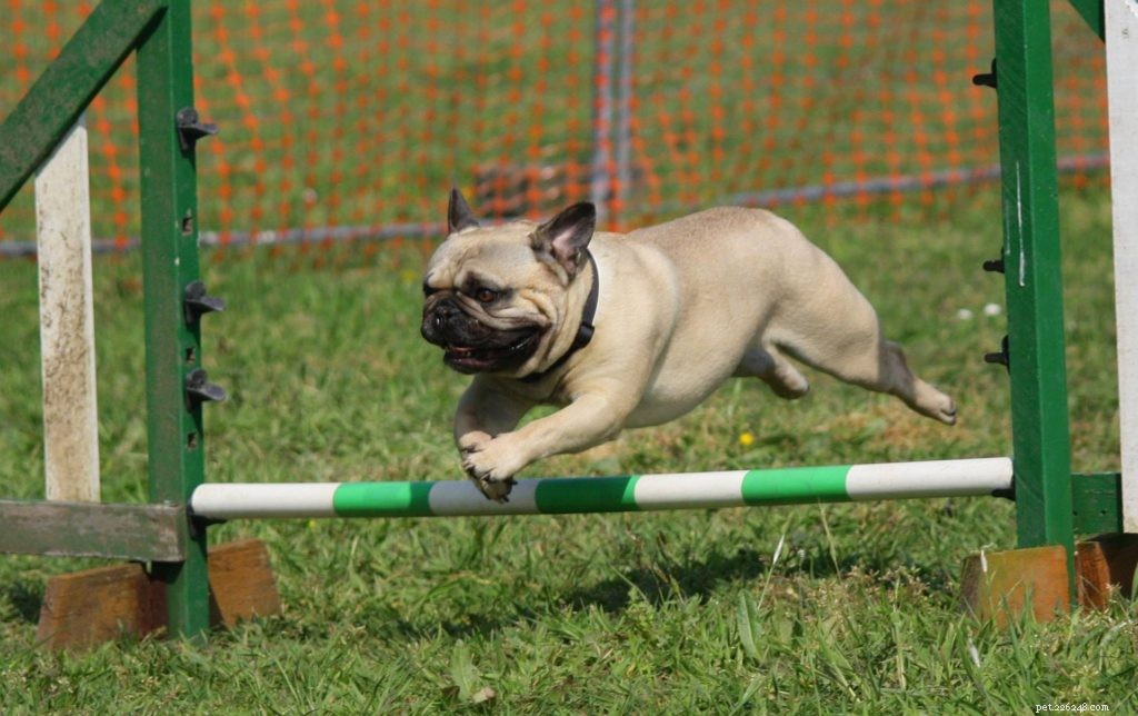 Train Your Dog at Home During COVID-19 Lockdown: Expert Tips