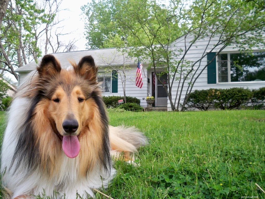How to Safely Pet-Proof Your Home: Expert Room-by-Room Guide