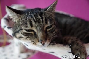 Essential Emergency Safety Tips to Protect Your Pet