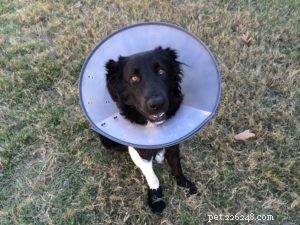 Essential Emergency Safety Tips to Protect Your Pet
