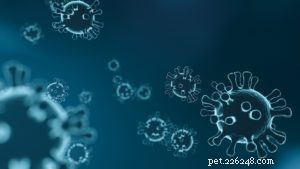 How COVID‑19 Affects Your Pet: Expert Insights & Safety Tips
