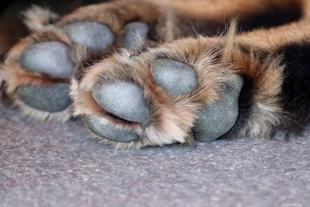Expert Guide to Treating Paw Pad Injuries in Pets