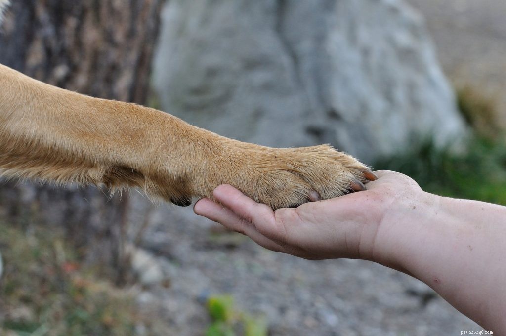 Expert Guide to Treating Paw Pad Injuries in Pets
