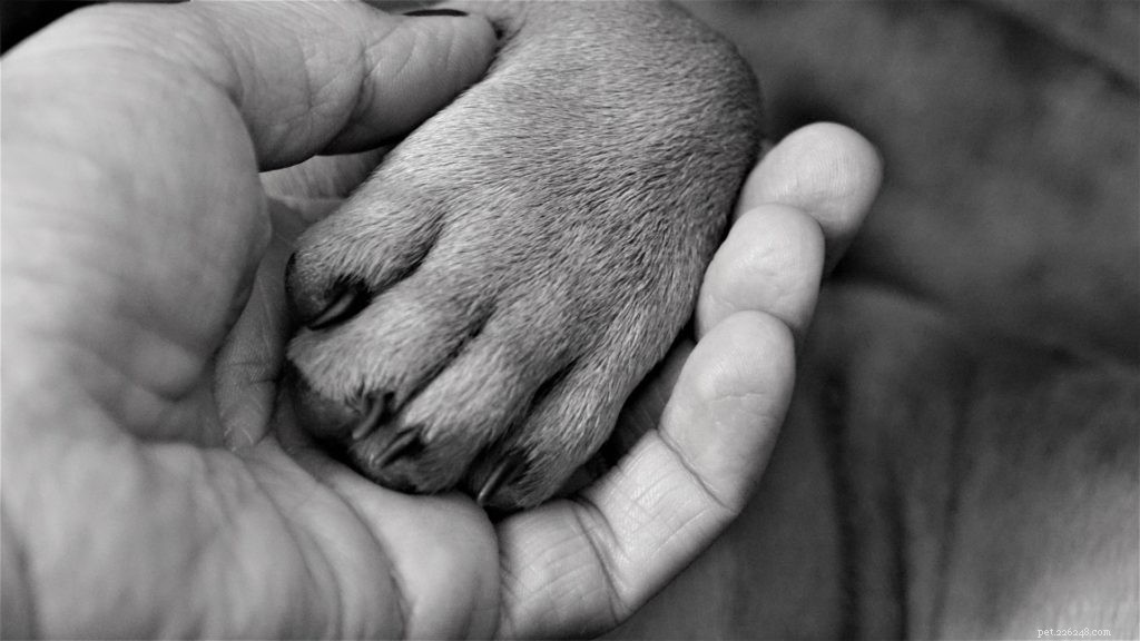 Expert Guide to Treating Paw Pad Injuries in Pets