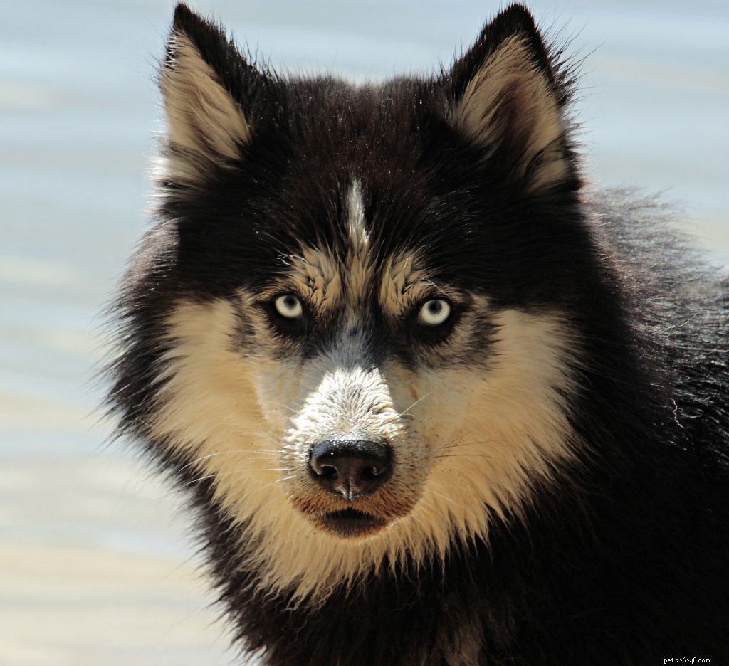How to Care for Your Pet’s Eyes: Essential Tips for Healthy Vision