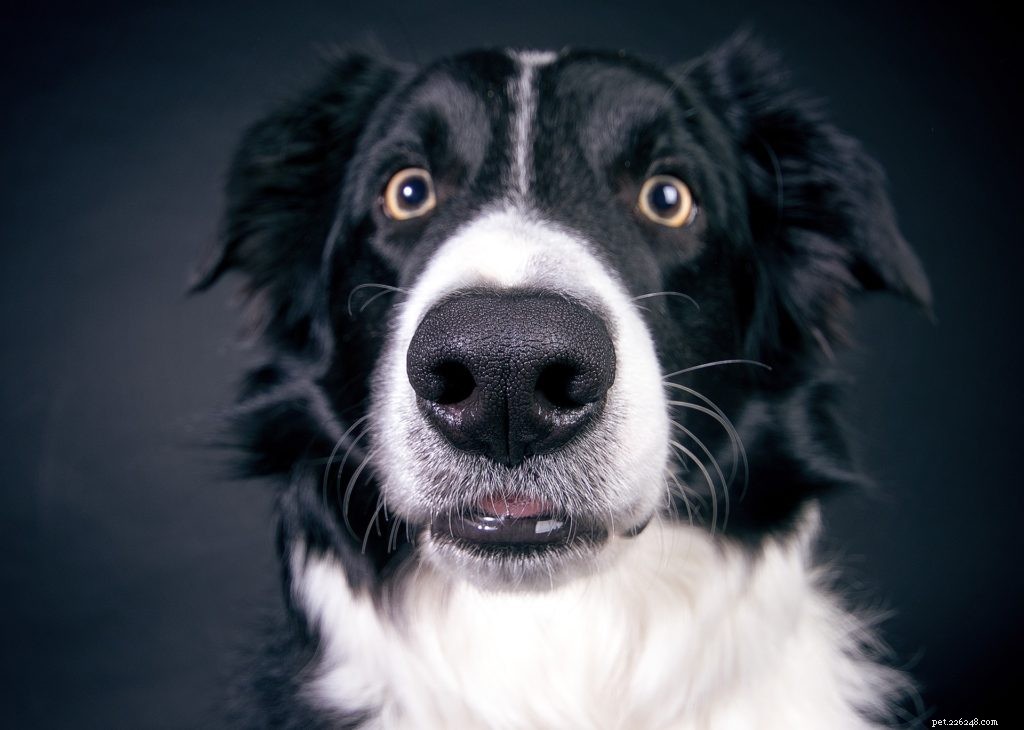 How to Care for Your Pet’s Eyes: Essential Tips for Healthy Vision