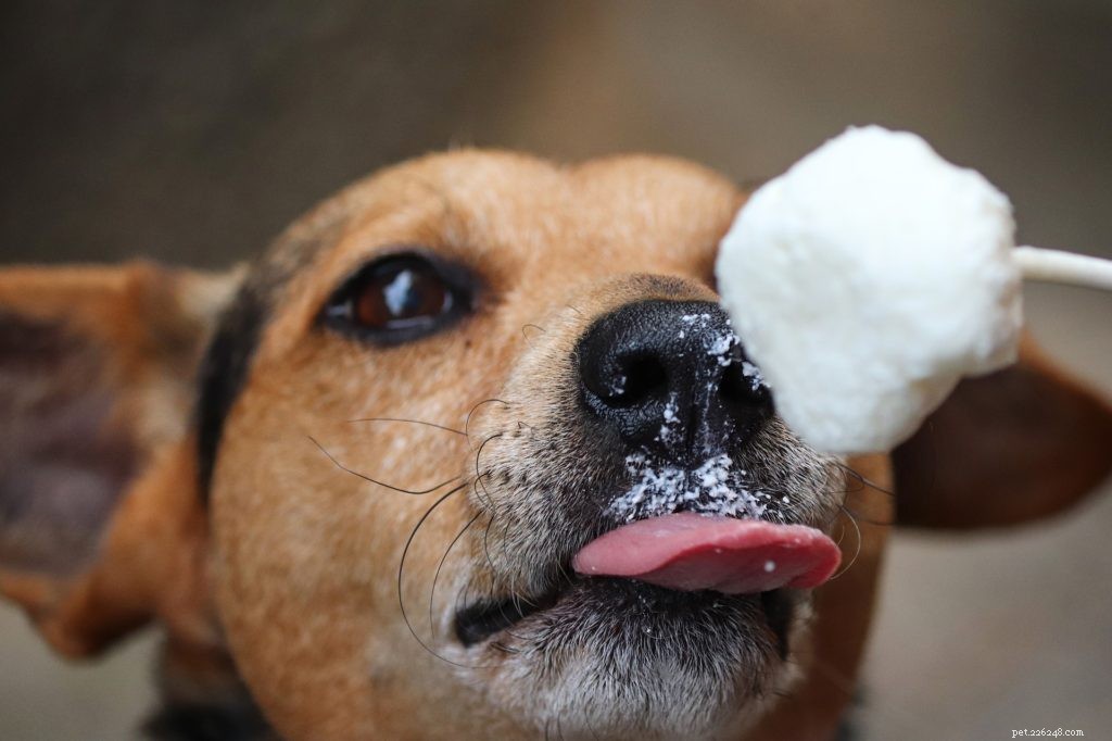 7 Proven Ways to Keep Your Pet Cool This Summer