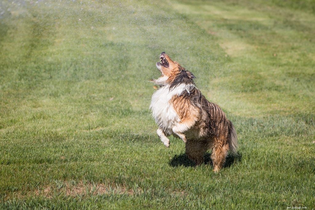 7 Proven Ways to Keep Your Pet Cool This Summer