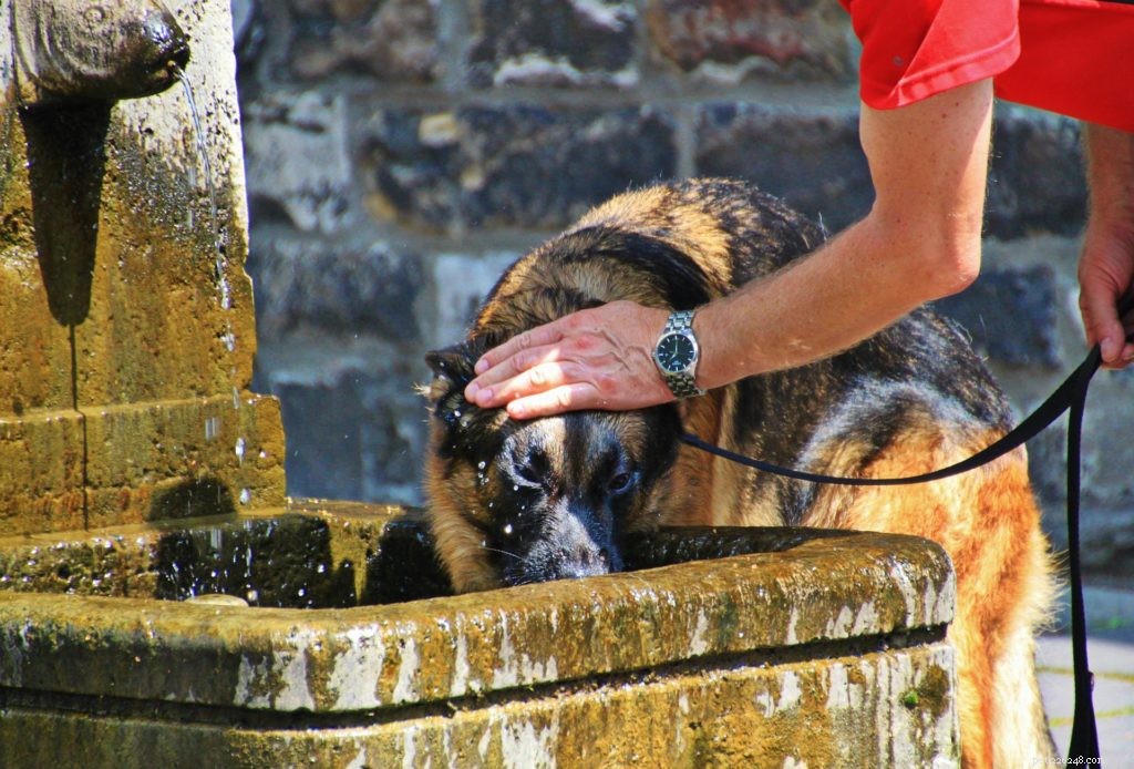 7 Proven Ways to Keep Your Pet Cool This Summer