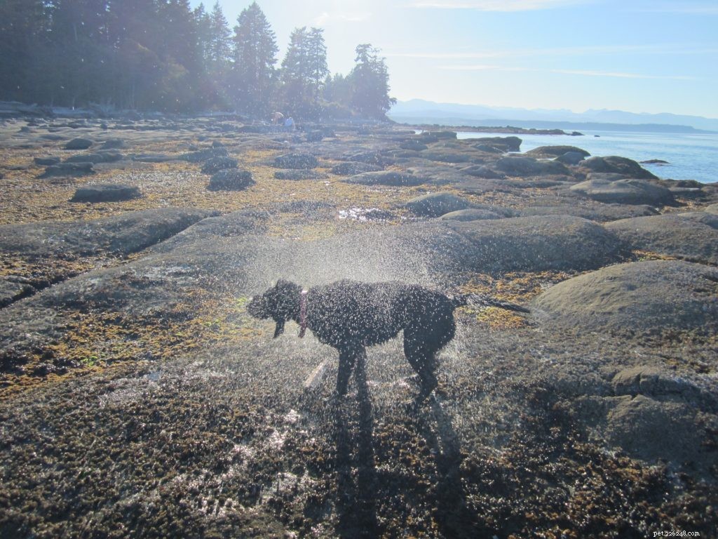 7 Proven Ways to Keep Your Pet Cool This Summer