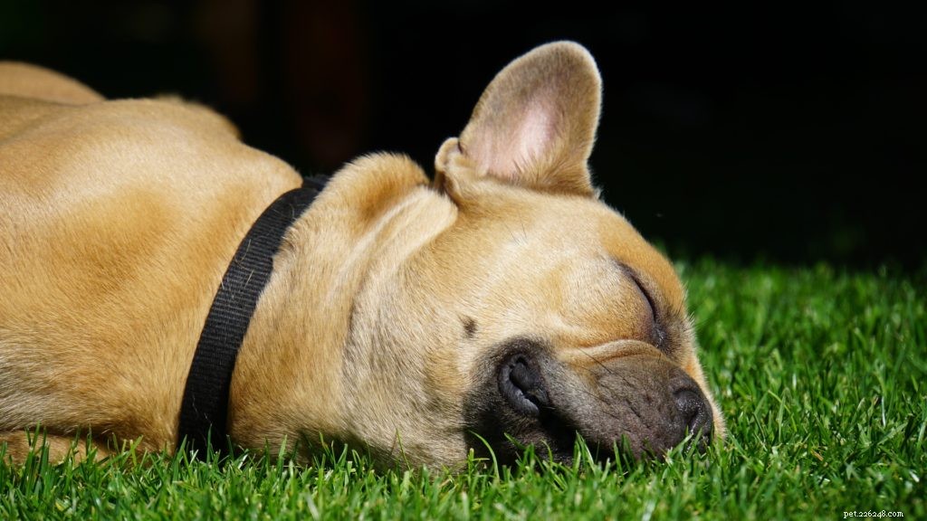 Professional Guide: Safely Clean Your Dog s Ear at Home