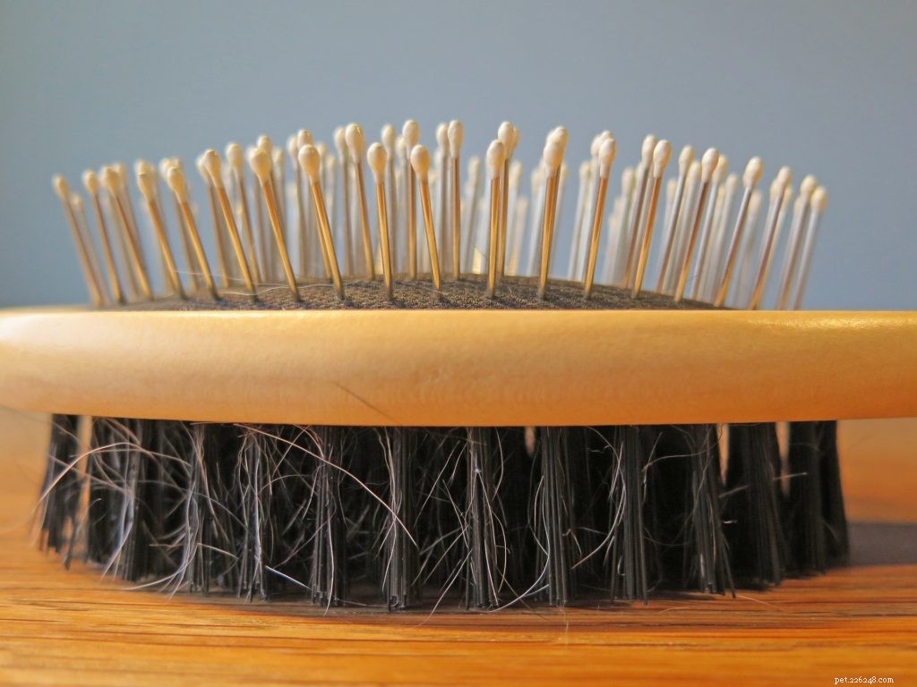Top 5 Proven Ways to Treat and Prevent Dog Dandruff