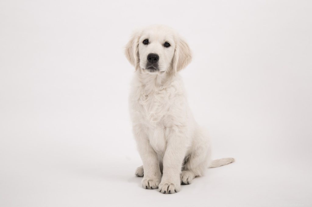 Essential Tips for Effective Pet Training