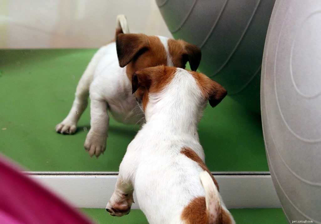 5 Proven Indoor Exercises to Keep Your Dog Healthy & Happy