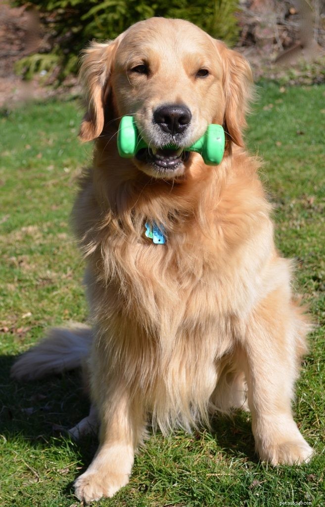 5 Proven Indoor Exercises to Keep Your Dog Healthy & Happy