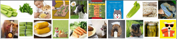 Can Dogs Safely Eat Celery? A Vet’s Guide to Feeding Your Furry Friend