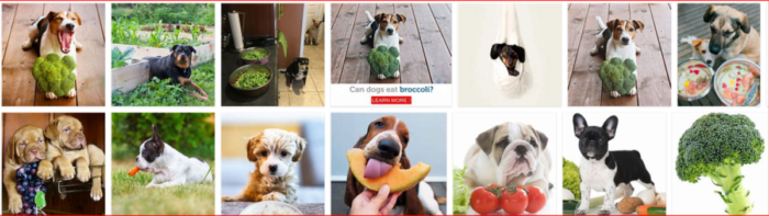 Is Broccoli Safe for Dogs? A Vet-Approved Guide to Feeding Your Pup