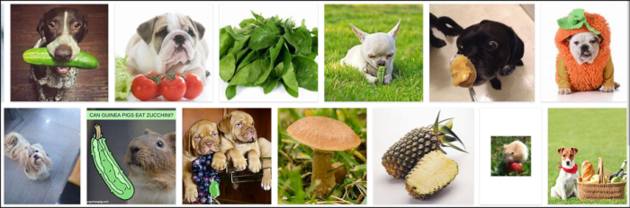 Is Zucchini Safe for Dogs? A Trusted Guide to Feeding This Healthy Veggie