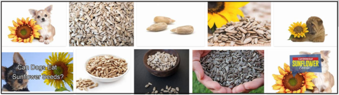 Are Sunflower Seeds Safe for Dogs? A Comprehensive Guide