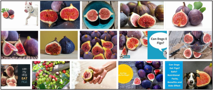 Are Figs Safe for Dogs? Expert Insights on Feeding Your Canine