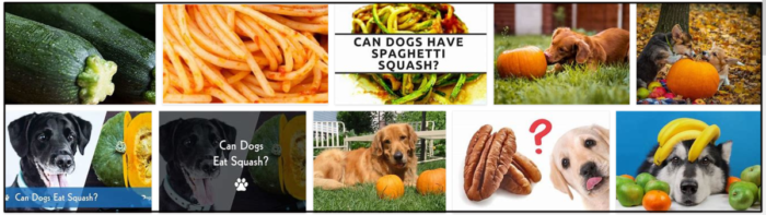 Is Squash Safe for Dogs? Expert Nutrition Advice