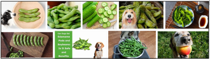 Is Edamame Safe for Dogs? Expert Insights & Guidelines