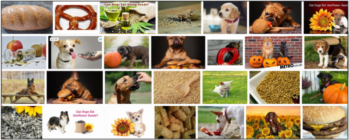 Can Dogs Safely Eat Sesame Seeds? A Guide to Health & Safety