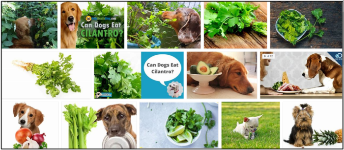 Is Cilantro Safe for Dogs? A Must-Read Guide for Pet Owners