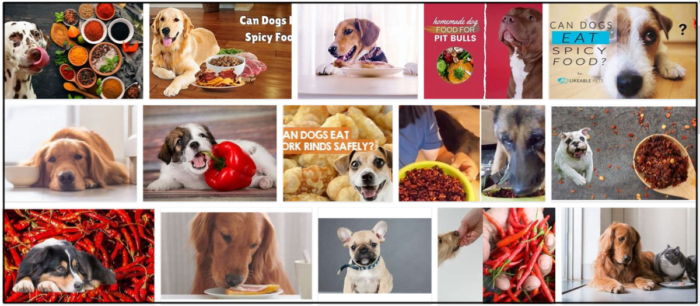 Can Dogs Safely Eat Spicy Food? Expert Guidance for Pet Owners