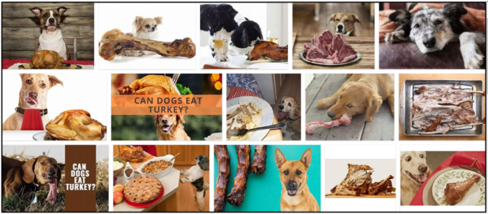 Are Turkey Bones Safe for Dogs? A Guide to Feeding and Risks