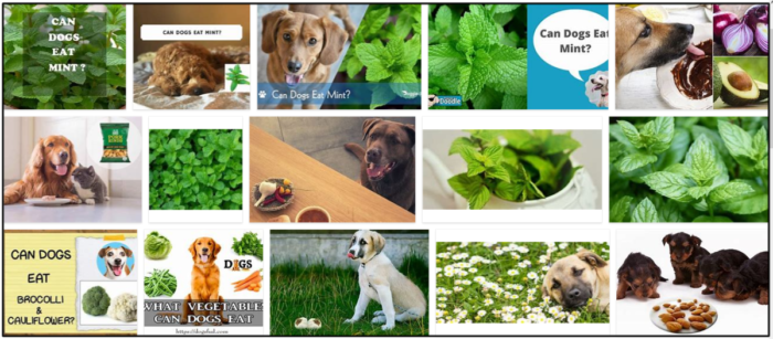 Is Mint Safe for Dogs? Understanding the Risks and Safer Alternatives for Your Pet’s Dental Health