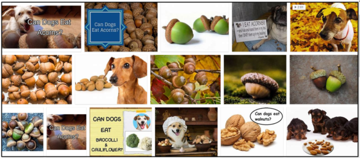 Are Acorns Safe for Dogs? A Trusted Guide to Feeding Your Canine