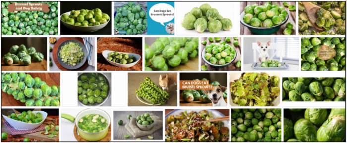 Are Brussels Sprouts Safe and Healthy for Dogs? A Practical Guide