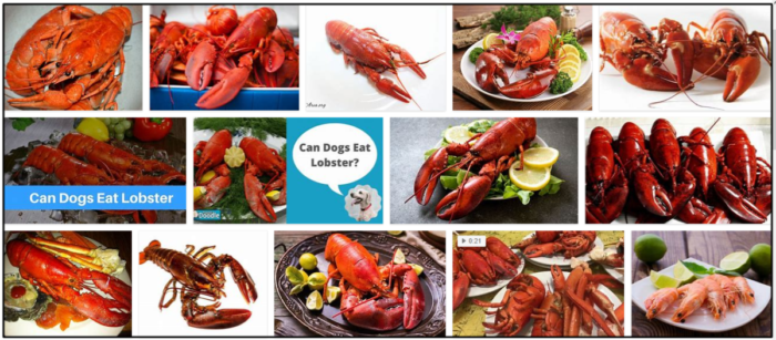 Can Dogs Safely Eat Lobster? A Pet Owner s Guide