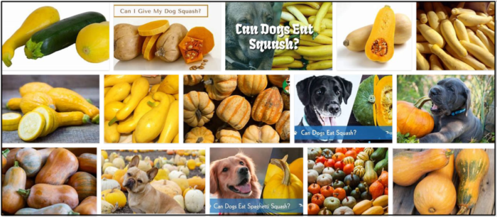 Is Yellow Squash Safe for Dogs? A Guide to Feeding This Nutritious Vegetable