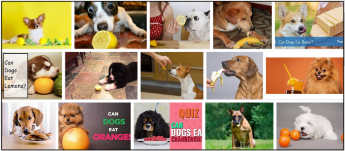 Is It Safe for Dogs to Eat Lemon? Expert Insights & Guidelines