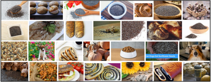 Are Poppy Seeds Safe for Dogs? Expert Guidance on Feeding