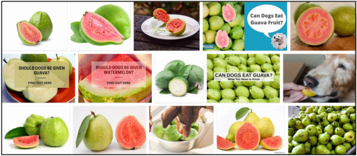 Is Guava Safe for Dogs? What You Need to Know