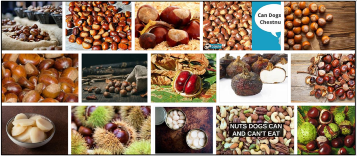Are Chestnuts Safe for Dogs? Nutritional Benefits & Feeding Guidelines