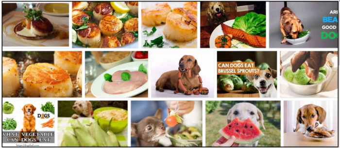Are Scallops Safe for Dogs? Health, Nutrition, and Feeding Guidelines