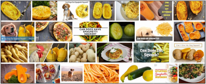 Can Dogs Eat Spaghetti Squash? Vet‑Approved Feeding Tips