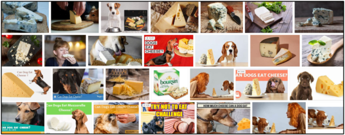 Is Blue Cheese Safe for Dogs? Expert Guide to Feeding Your Canine Friend