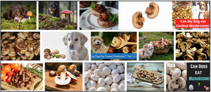 Are Cooked Mushrooms Safe for Dogs? Key Health Insights