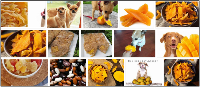 Are Dried Mangoes Safe for Dogs? A Guide to Healthy Treats